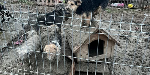 adapost ilegal animale bulzesti, dolj   foto ipj dolj (2) jpeg