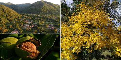 Nuci de Sibișel  Wikipedia  Adevărul jpg